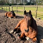 Het Reekse Bos Reek