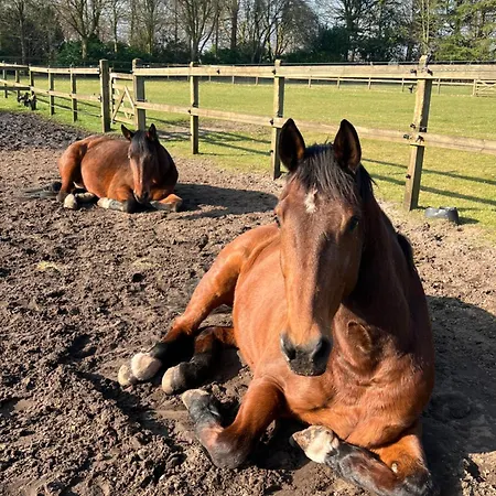 Het Reekse Bos Reek